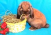 Фото Декотративные кролики, лучший подарок для детей!