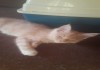 Фото Продам очаровательных котят Мейн-Кун.