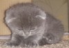 Фото Прелестные котята скотиш фолд