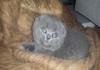 Фото Прелестные котята скотиш фолд