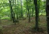 Фото Земельный участок 15 соток в Крымском лесу г.Ялта