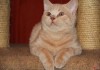 Фото Британские красные подрощенные котята