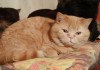 Фото Британские красные подрощенные котята
