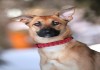 Фото Шейла – умнейшая собака с собственной точкой зрения!
