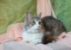 Фото Ласковый котик в добрые руки!