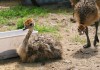 Фото Цыплята страуса молодые страусята