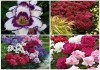 Фото Многолетние садовые цветы почтой(СПб доставка)