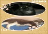 Фото Плюшевые шотландские котята с документами