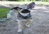 Фото Чудесный щенок Бади ищет дом!