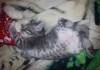 Фото Продаются британские плюшевые котята