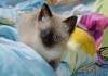 Фото Сиамские (тайские) котята