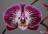 Фото Орхидея фаленопсис Анастасия
