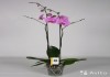 Орхидея Фаленопсис Бомбей 2 ст