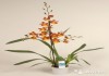 Орхидея Камбрия Кататанте каскад