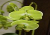Орхидея фалеонопсис зеленный