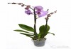 Орхидея Фаленопсис Сакраменто 2 ст