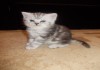 Фото Британские мраморные котята