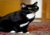 Фото Роскошный кот Тима с потрясающе красивыми глазами!