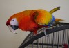 Гибрид попугаев ара Капри - ручные птенцы из питомника