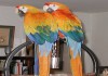 Фото Гибрид попугаев ара Капри - ручные птенцы из питомника