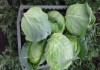 Фото Свежие овощи из Краснодара оптом