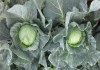Фото Краснодарские овощи оптом