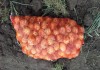 Фото Овощи оптом из Краснодарского края