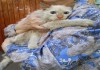 Фото Ласковому палевому котику срочно нужен дом!