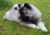 Фото Продам щенка породы кеесхонд (вольфшпиц)