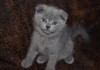 Фото Ласковые пушистые серебристые котятки