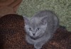 Фото Ласковые пушистые серебристые котятки