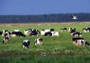 Фото Коровы и быки в Брянской области