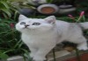 Фото Британские котята из питомника