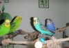 Фото Волнистые попугаи(птенцы)