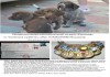 Фото Продам щенков курцхаара от чемпионов и рабочих собак