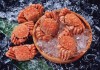 Морепродукты, Краб Камчатский (мясо краба, конечности краба)