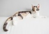 Фото Ляля - трехцветный котенок, трехцветное счастье
