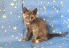 Фото Голубокремовый котенок в добрые руки