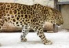 Котята леопарда