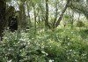 Фото Земельный участок в г. Ялта с лесными деревьями и ручьем