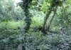 Фото Земельный участок в г. Ялта с лесными деревьями и ручьем