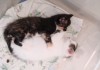 Фото Черная кошечка и белый котик 1,5 мес.
