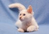 Фото Голубоглазый котенок фенотипичный таец ред поинт в добрые руки!