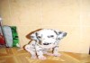 Фото Продам щенка далматинца