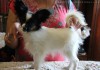 Фото Очаровательные щенки папийона