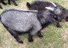 Продам пуховых коз.