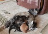 Фото Отдадим котят: 2 мальчика и 3 девочки