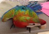 Огненный ара (гибрид попугаев ара) - ручные птенцы из питомника