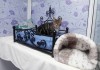 Гостиницы для котов и кошек в ближайшем Подмосковье
