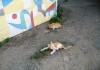 Фото Два маленьких рыжих котенка